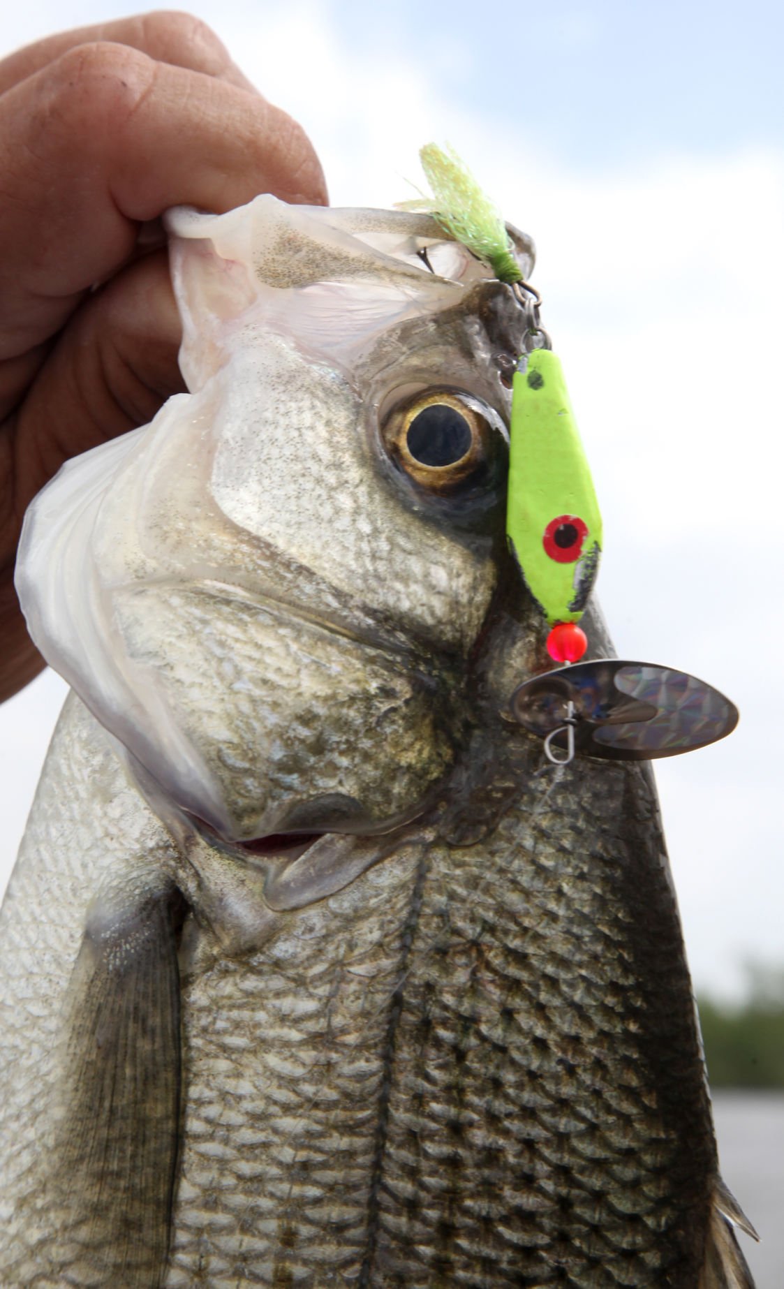 white bass lures
