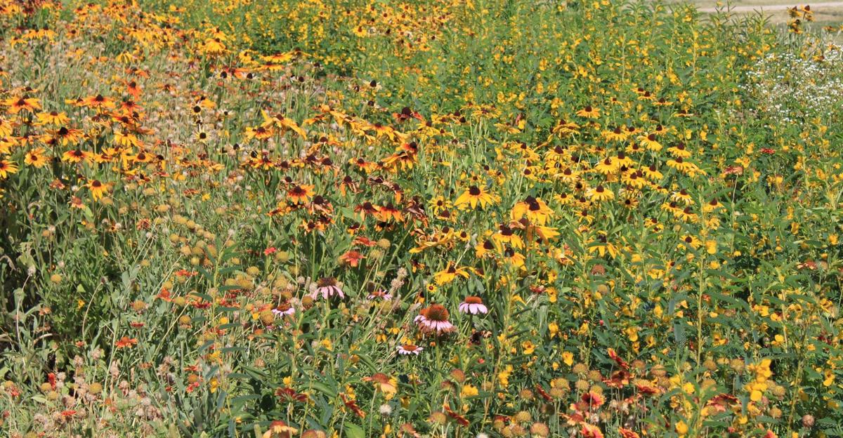 Wildflowers