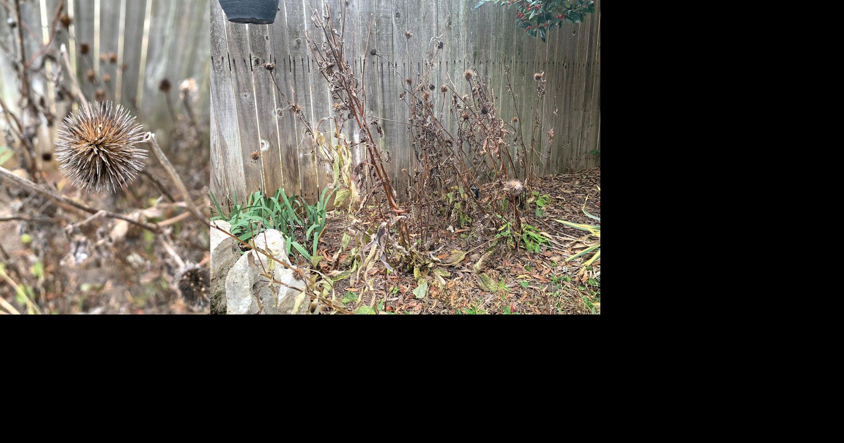 Master Gardener: Postpone winter cleanup to help pollinating insects survive