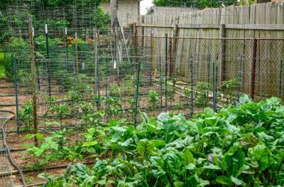 Master Gardener Check Weather Soil Temperatures Before Starting