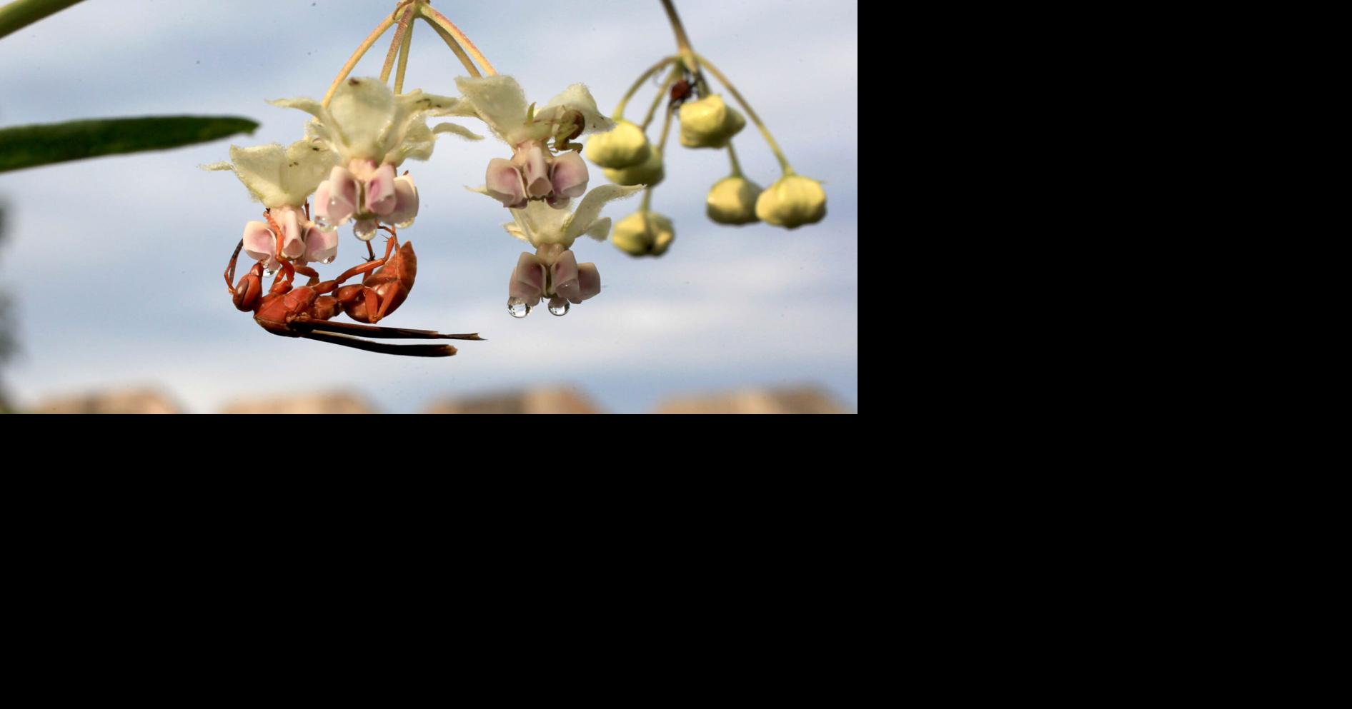 Master Gardener: Good wasps exist and can help your garden