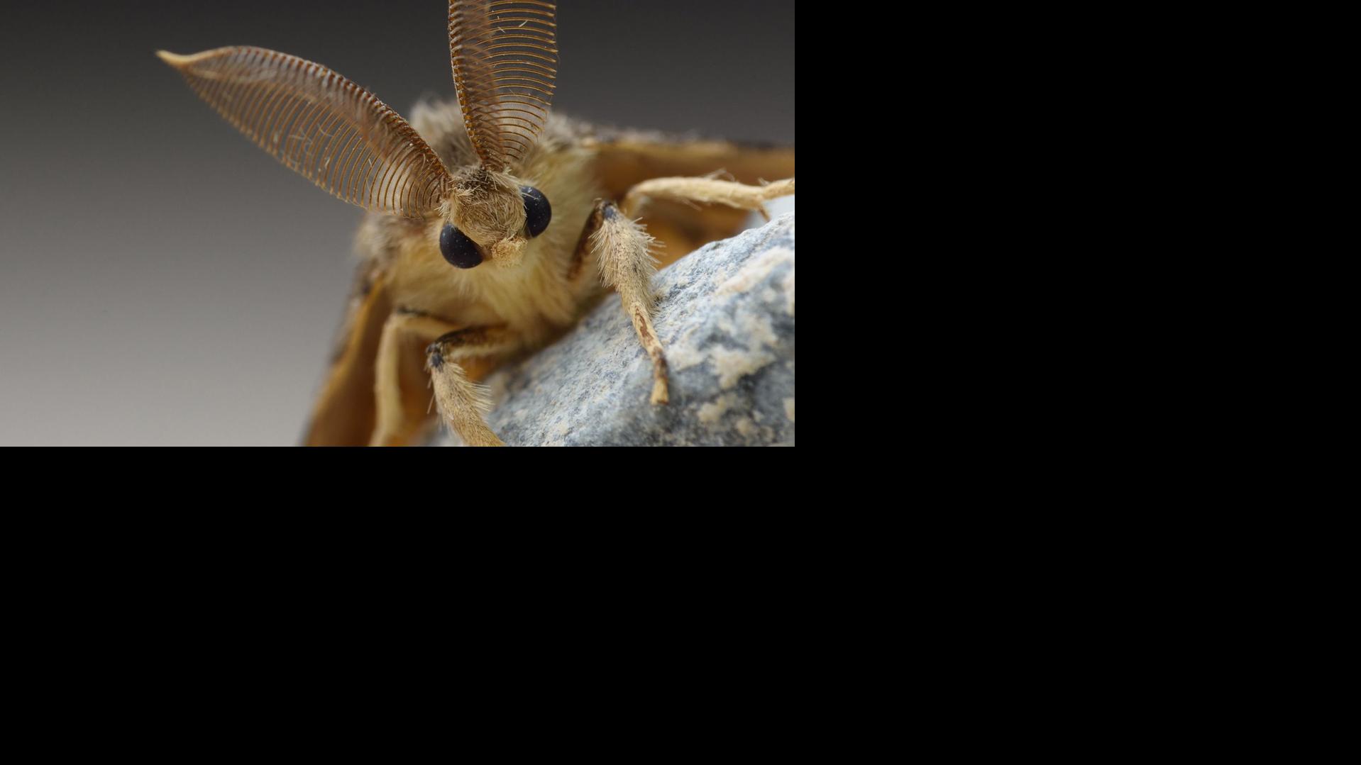 Big Moths In Georgia