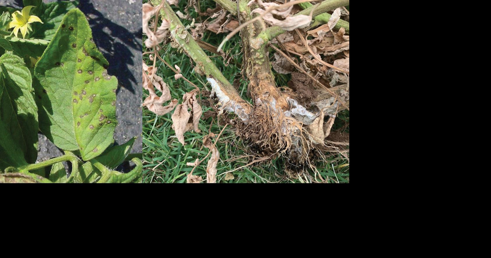 Master Gardener: Fungal disease in tomatoes fueled by high humidity, rainfall