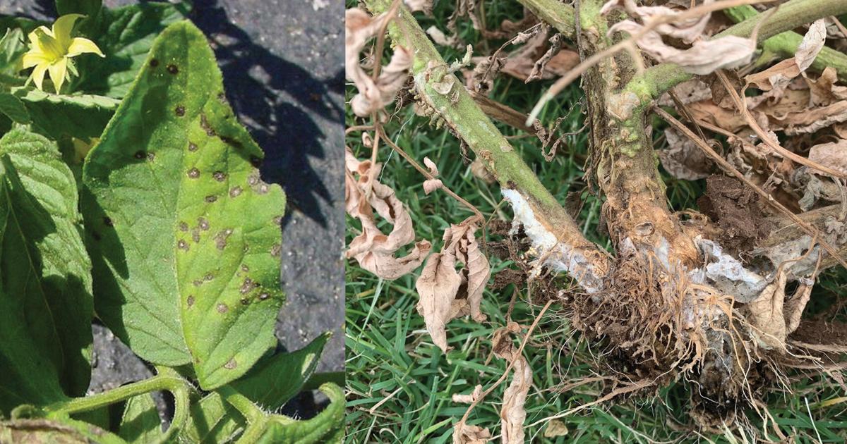 Master Gardener: Fungal disease in tomatoes fueled by high humidity, rainfall