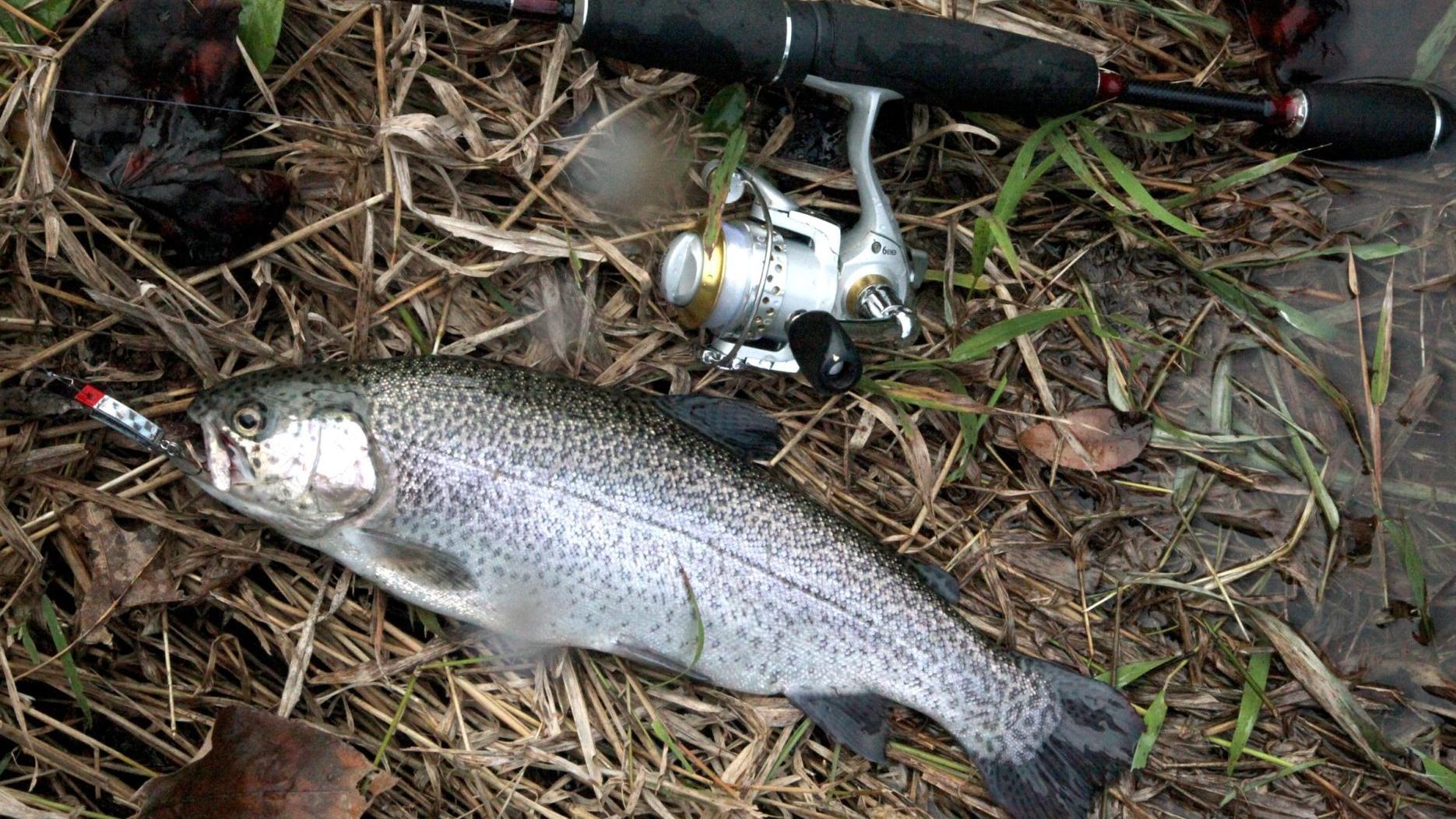 Trout Stocking To Begin Nov 1 At Six Seasonal Fisheries Statewide Sports Tulsaworld Com Oklahoma Trout Stocking Schedule 2022