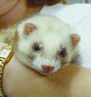 pets4homes ferrets