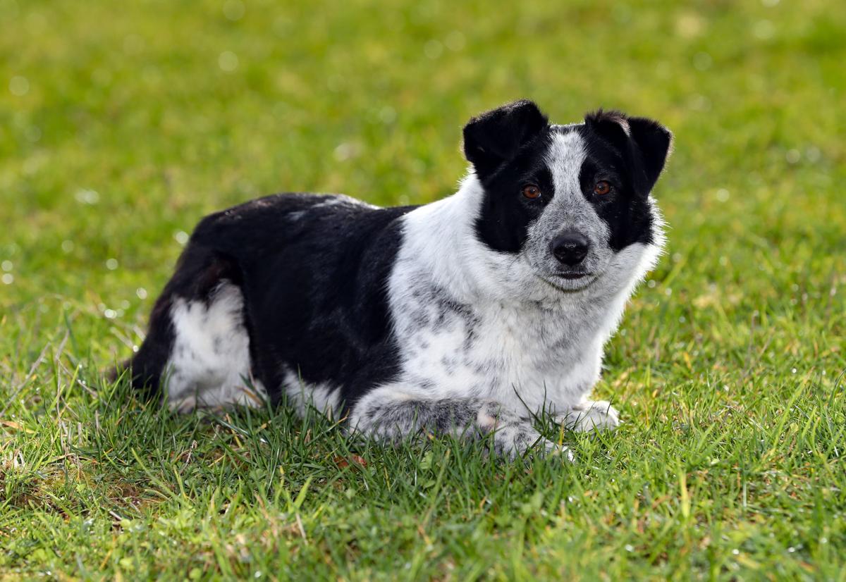 Oklahoma Rancher Buys World S Most Expensive Sheep Dog Local News Tulsaworld Com