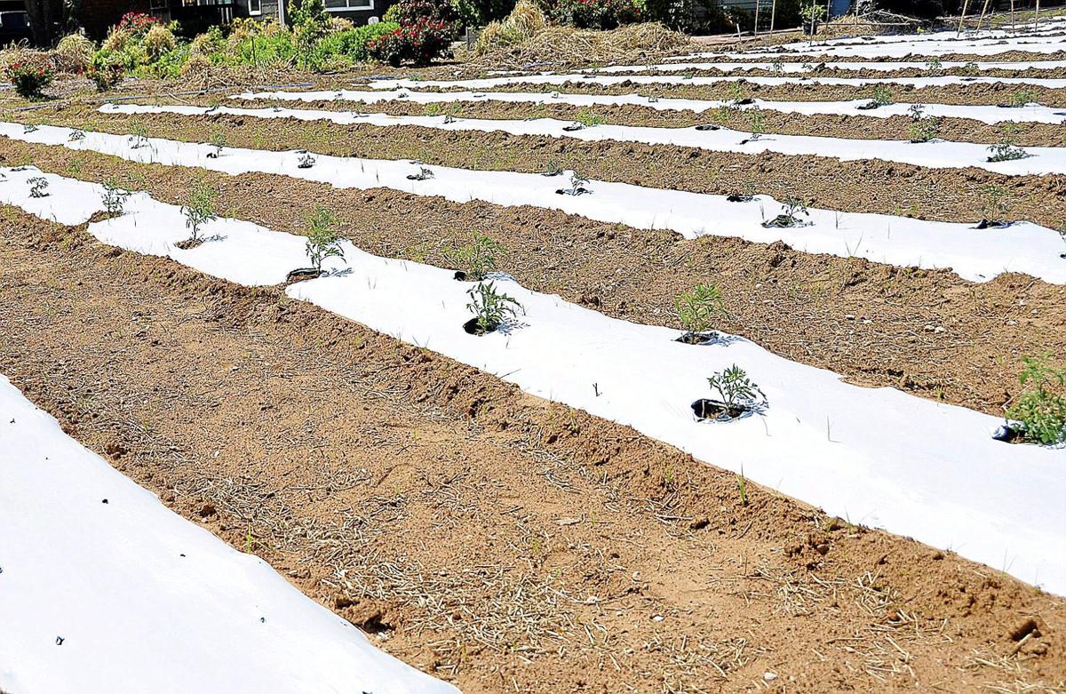 Master Gardener Plastic mulch benefits vegetable gardens