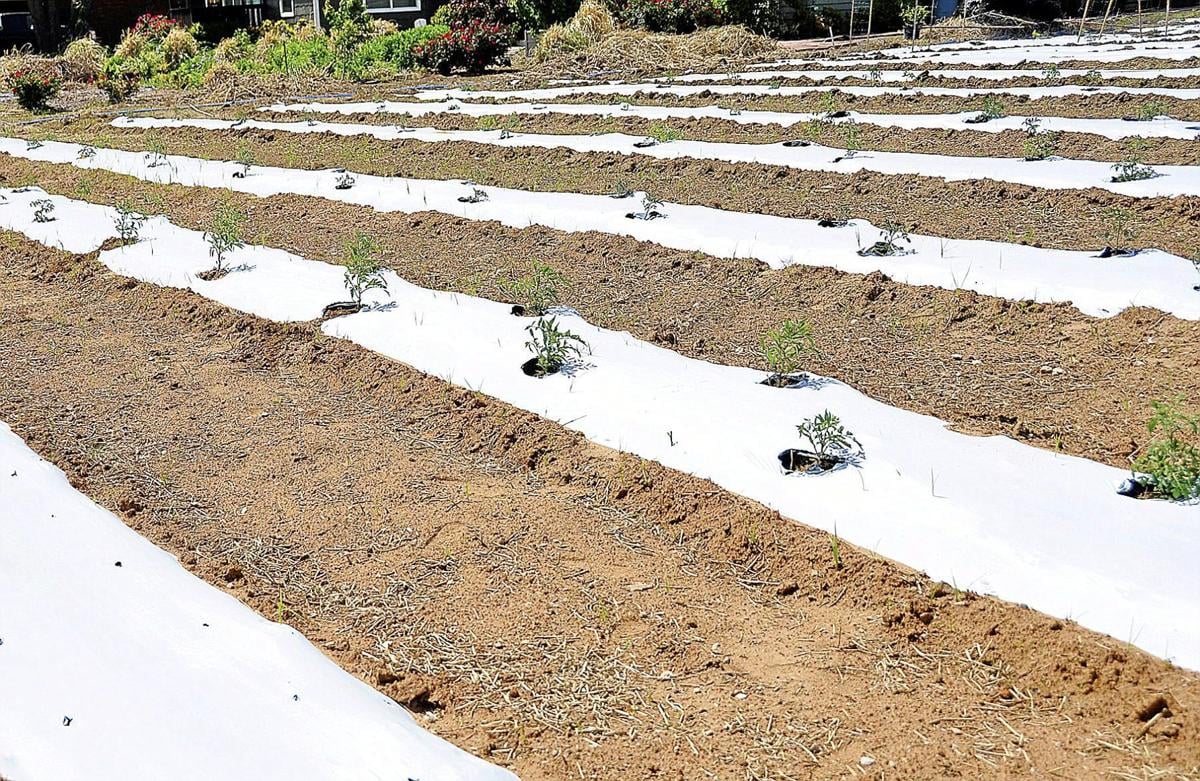 Master Gardener Plastic Mulch Benefits Vegetable Gardens Mulch
