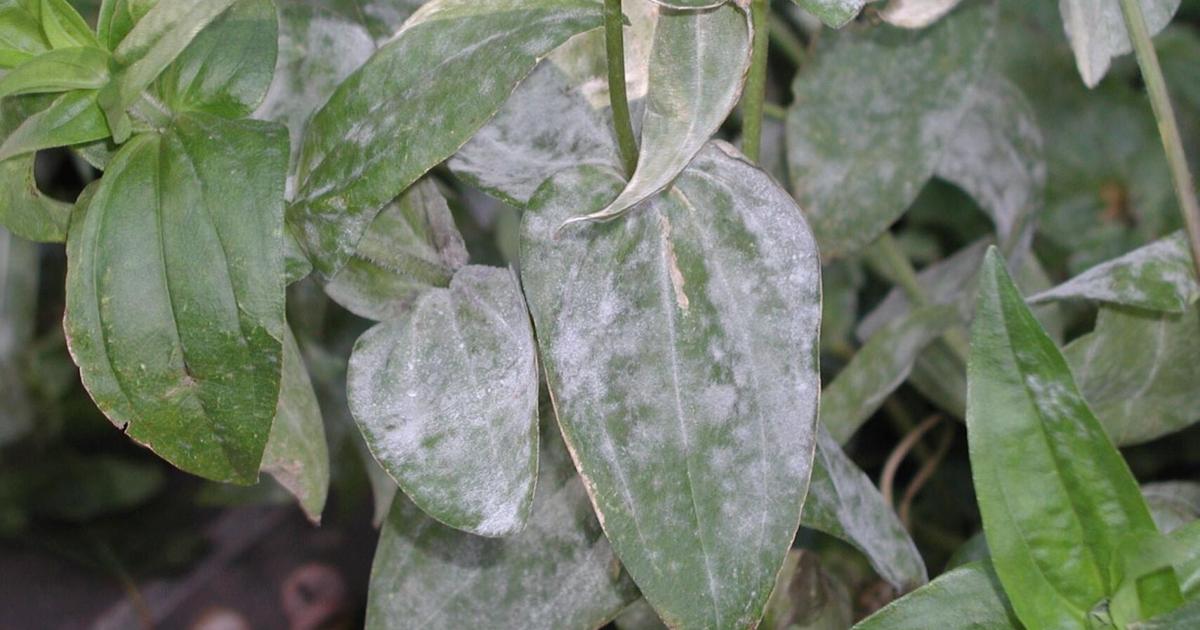 How to detect and treat powdery mildew on your plants