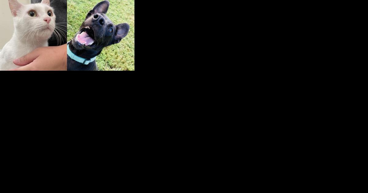 Pawsitively adorable: Meet 41 adoptable dogs and cats looking for love in the Tulsa area - Vimarsana News