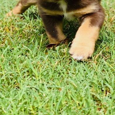 Pawsitively Adorable Meet 67 Adoptable Dogs And Cats Looking For Love Photo Tulsaworld Com