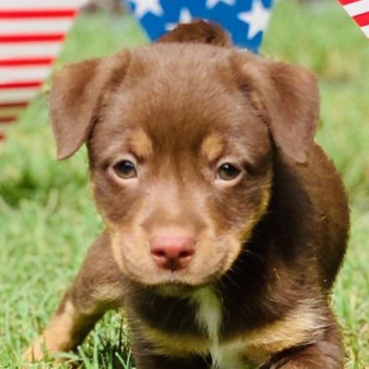 Pawsitively Adorable Meet 67 Adoptable Dogs And Cats Looking For Love Photo Tulsaworld Com