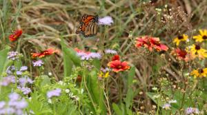 Prairie is growing back along Oklahoma's 'Monarch Highway'