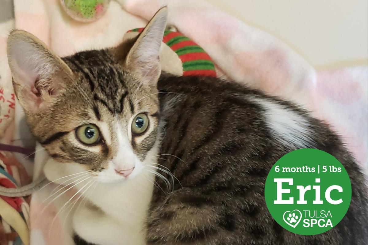 Pawsitively Adorable 109 Adoptable Cats And Dogs Looking For Love