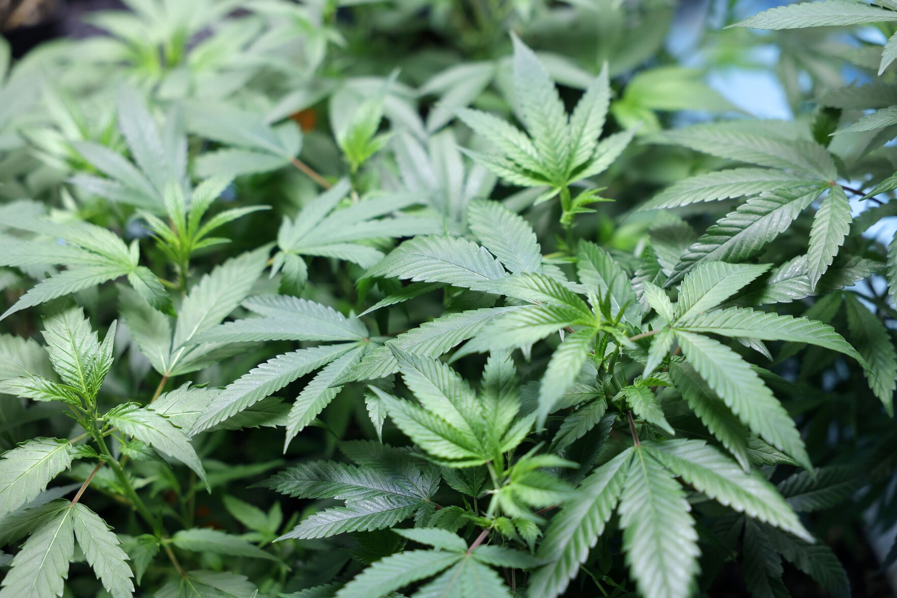 State Supreme Court puts recreational marijuana ballot dispute on hold