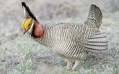 Lesser prairie chicken (copy)