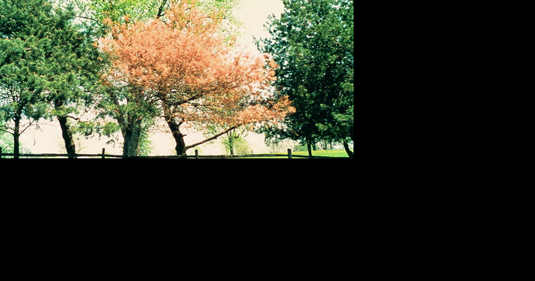 Master Gardener Pine trees turning brown could be disease or normal