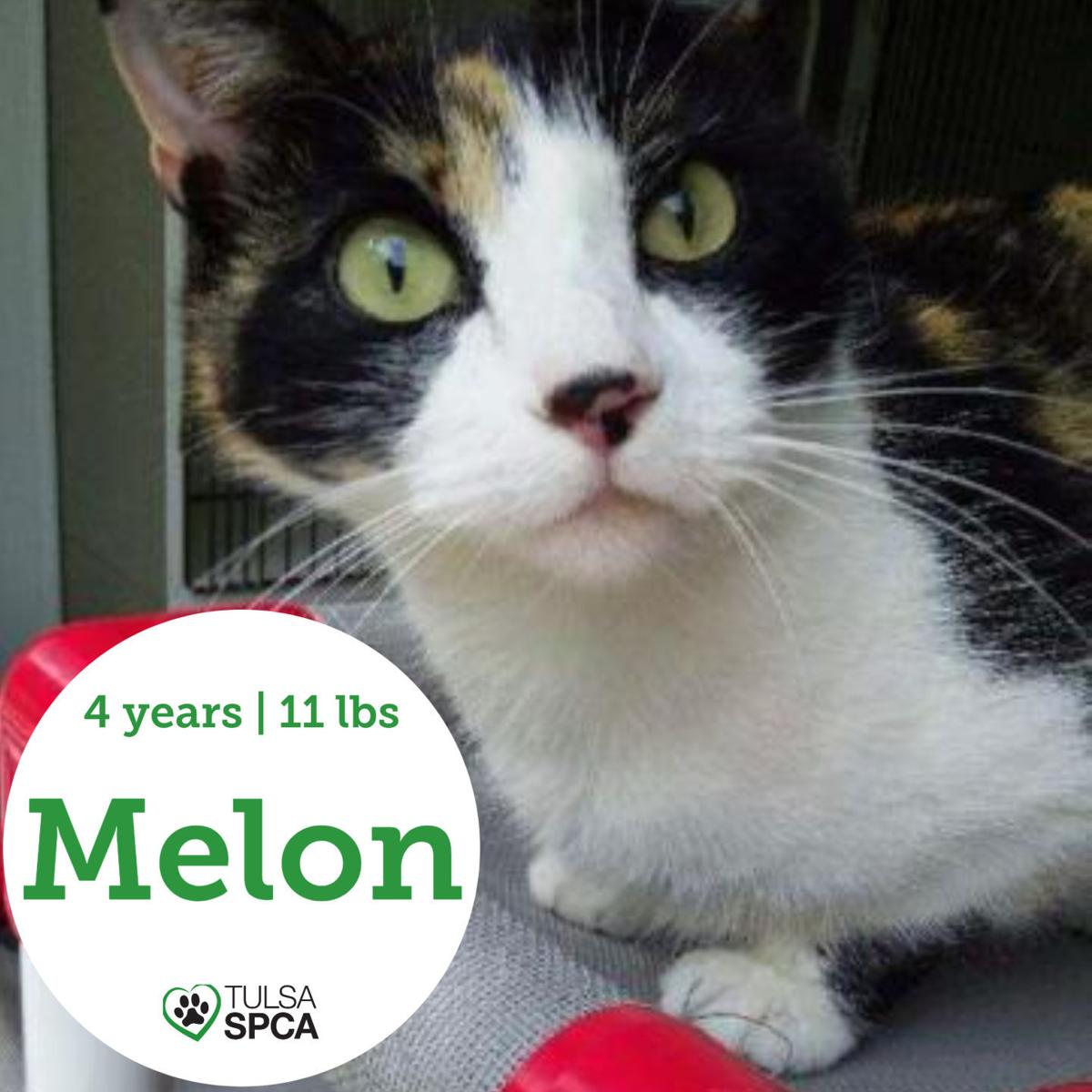 Medical Cannabis Lab Under Investigation Amid Allegations Of Falsified Test Results Local News Tulsaworld Com