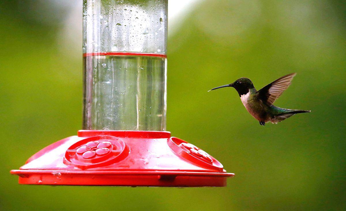 Master Gardener Attract Hummingbirds Through Plants Feeders