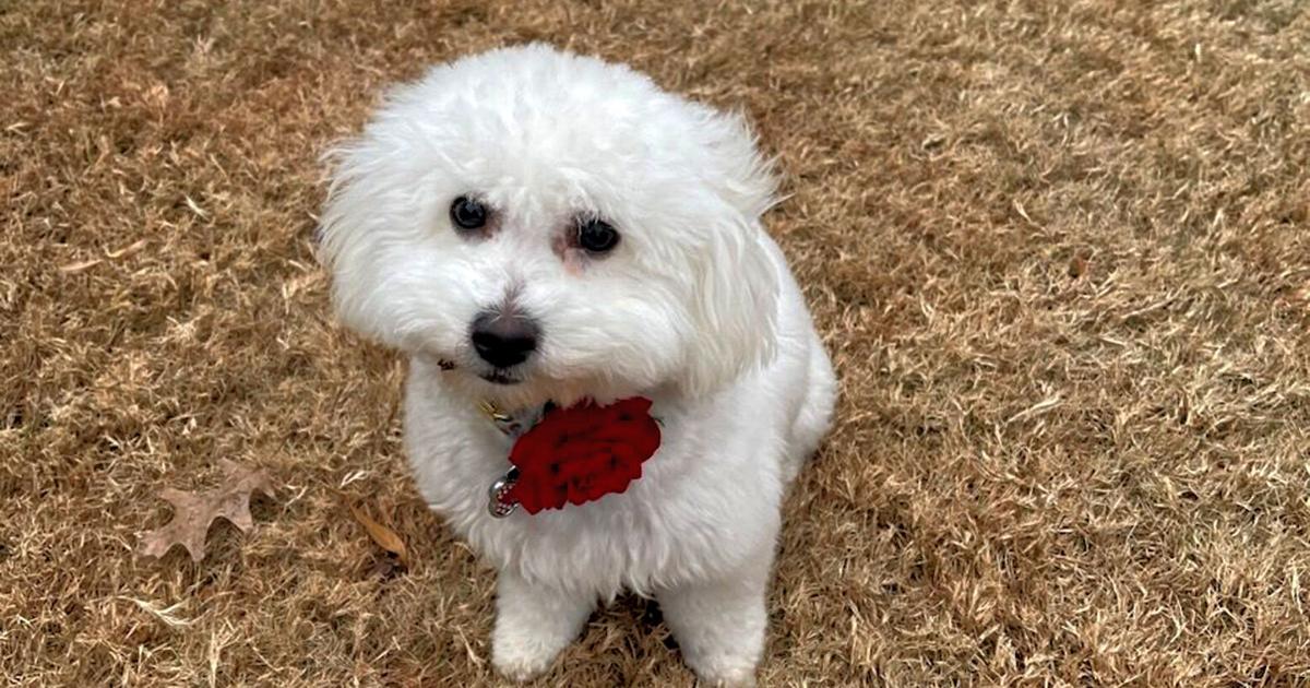 Local dog named Powder Puff to represent Tulsa-based rescue in Puppy ...