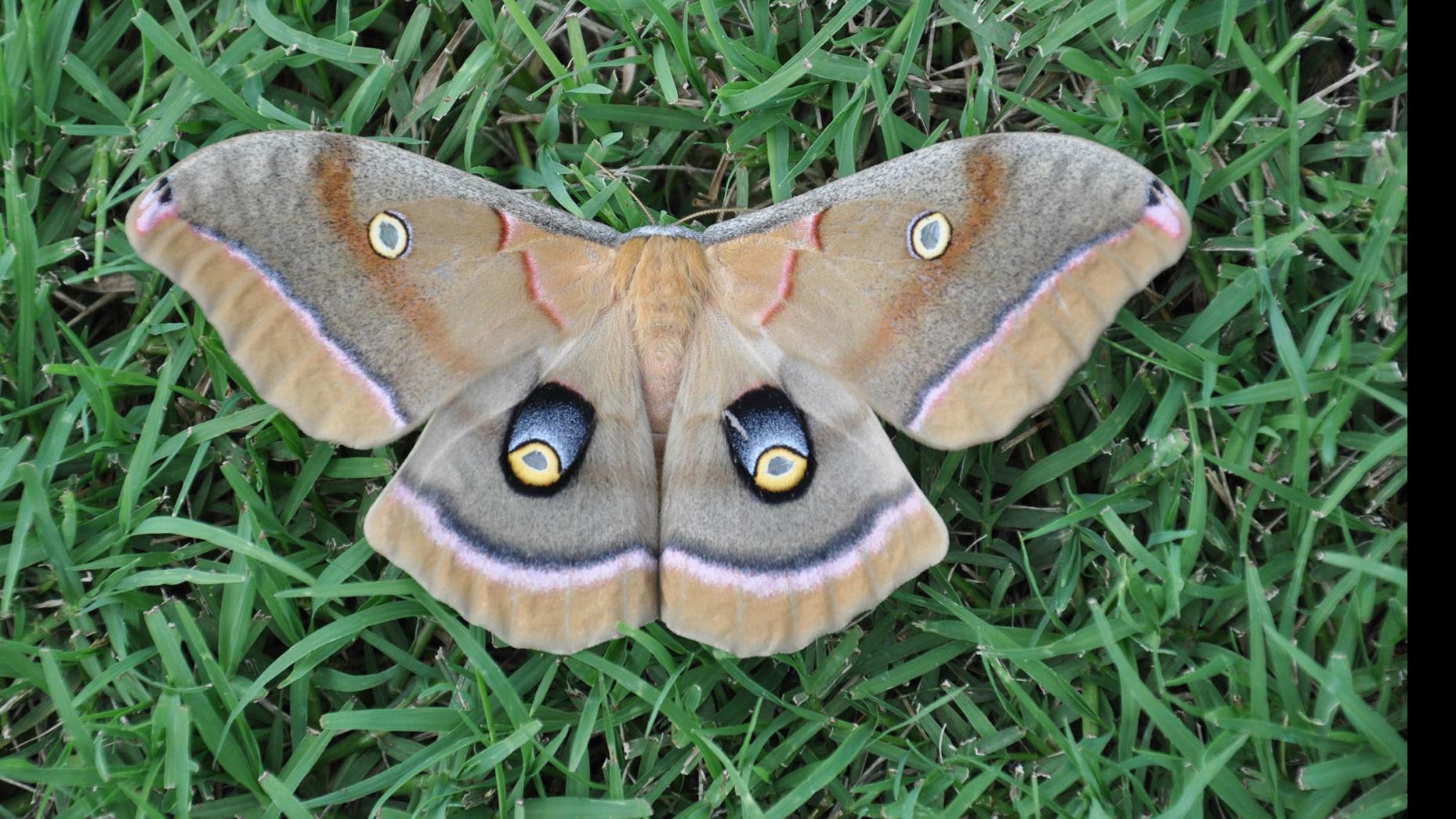 The World Around You Polyphemus Moth And Caterpillar Worldaroundyou Tulsaworld Com
