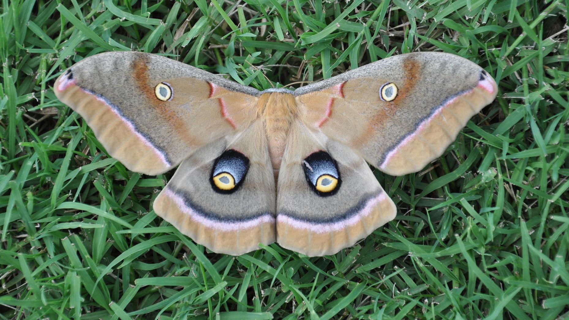 The World Around You Polyphemus Moth And Caterpillar Worldaroundyou Tulsaworld Com The World Around You Polyphemus Moth And Caterpillar Worldaroundyou Tulsaworld Com