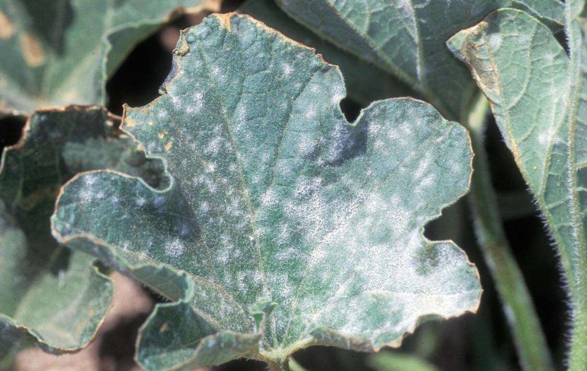 Powdery mildew