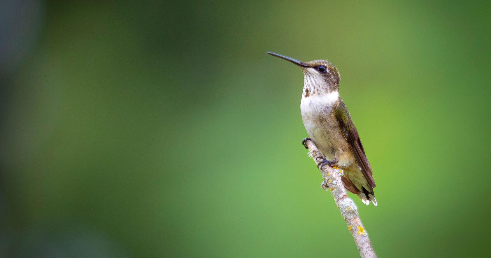 How to attract migrating hummingbirds to your garden - Vimarsana News