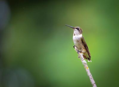 Hummingbird