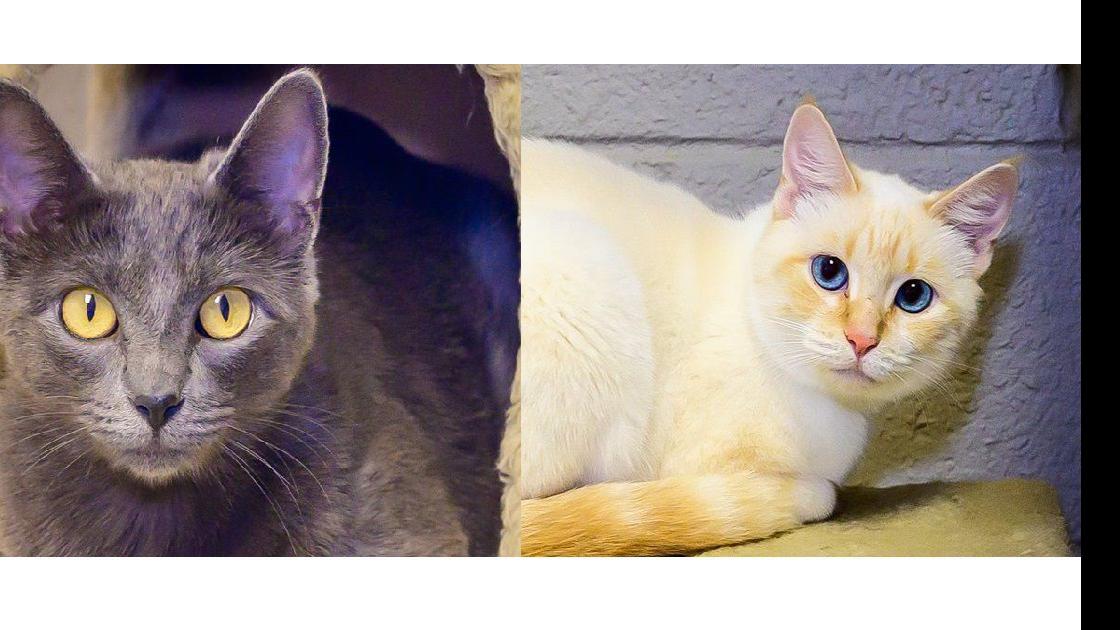 Happy National Cat Day 111 Adoptable Cats And Dogs Looking For