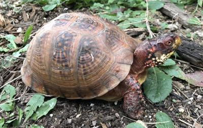 Turtle Charge Prosecutors drop box turtle charge filed against Collinsville man