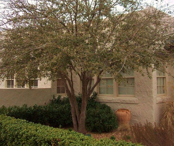 Tulsa Is Still Missing Its Trees Garden Advice Tulsaworld Tulsa Is Still Missing Its Trees