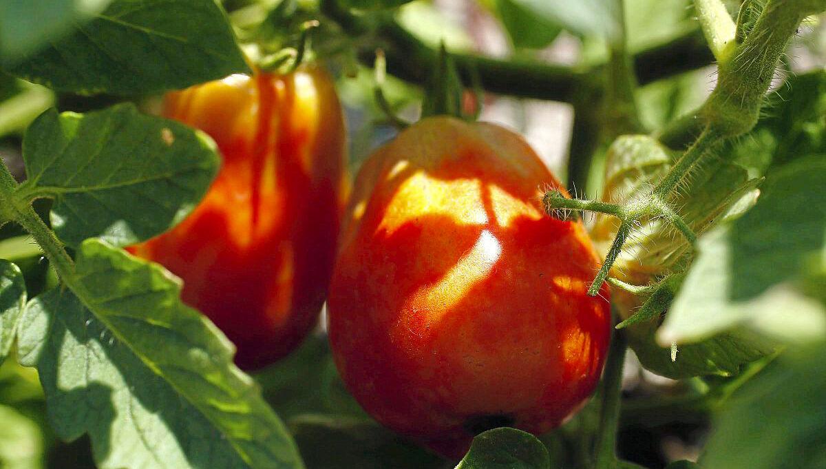 Tomatoes (copy)
