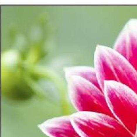 Add Drama To Gardens With Dahlias Tulsaworld Com