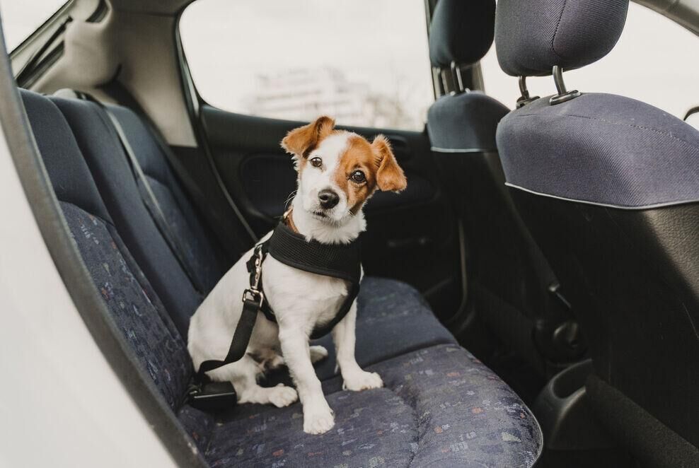 aspca dog seat belt