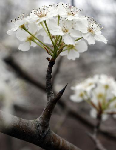 Earth / Blossom  Flowers, Blossom, White flowers