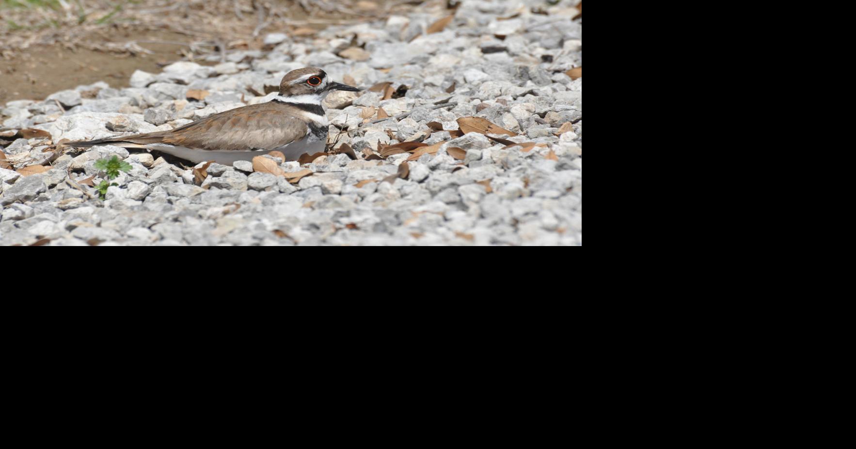 Killdeer have distinctive call
