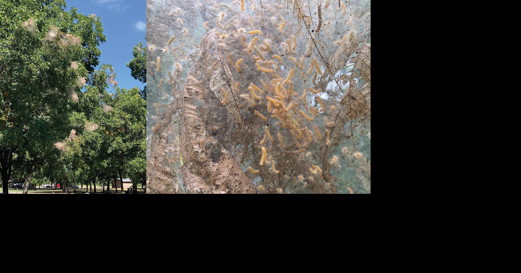 Master Gardener: Abundance of web worms likely with early sightings in trees