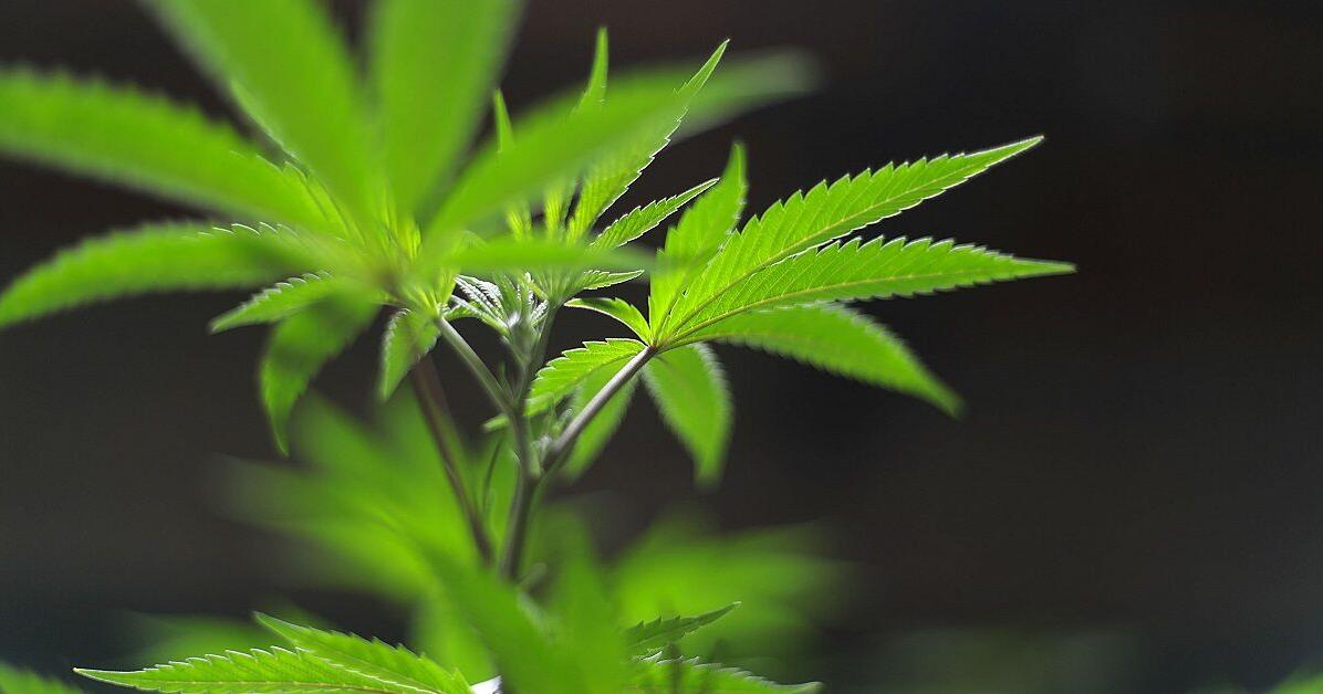 Throwback Tulsa: On 4/20, a look back at marijuana in Oklahoma - Vimarsana News
