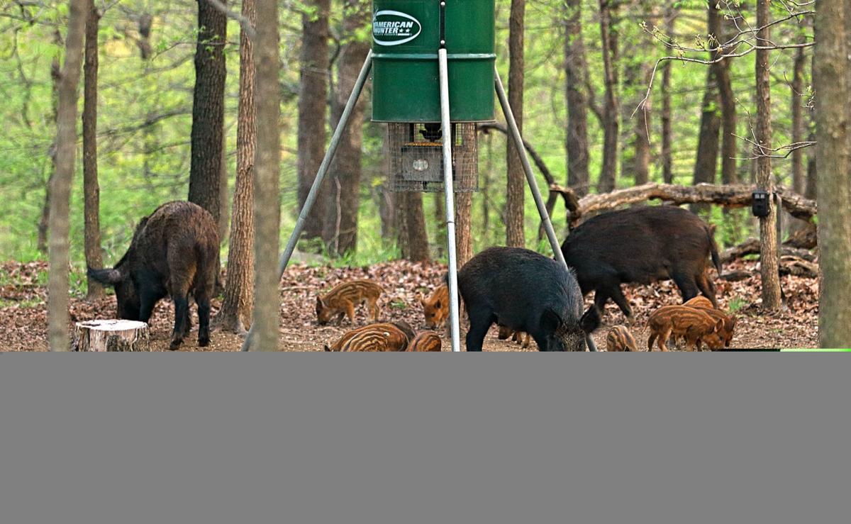 A Messy Dilemma Feral Hogs Make Their Way Into Tulsa City Limits