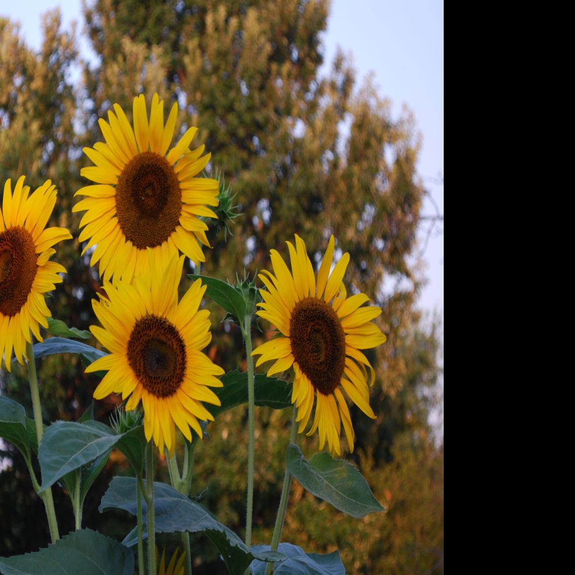 barry fugatt sunflowers bring smiles