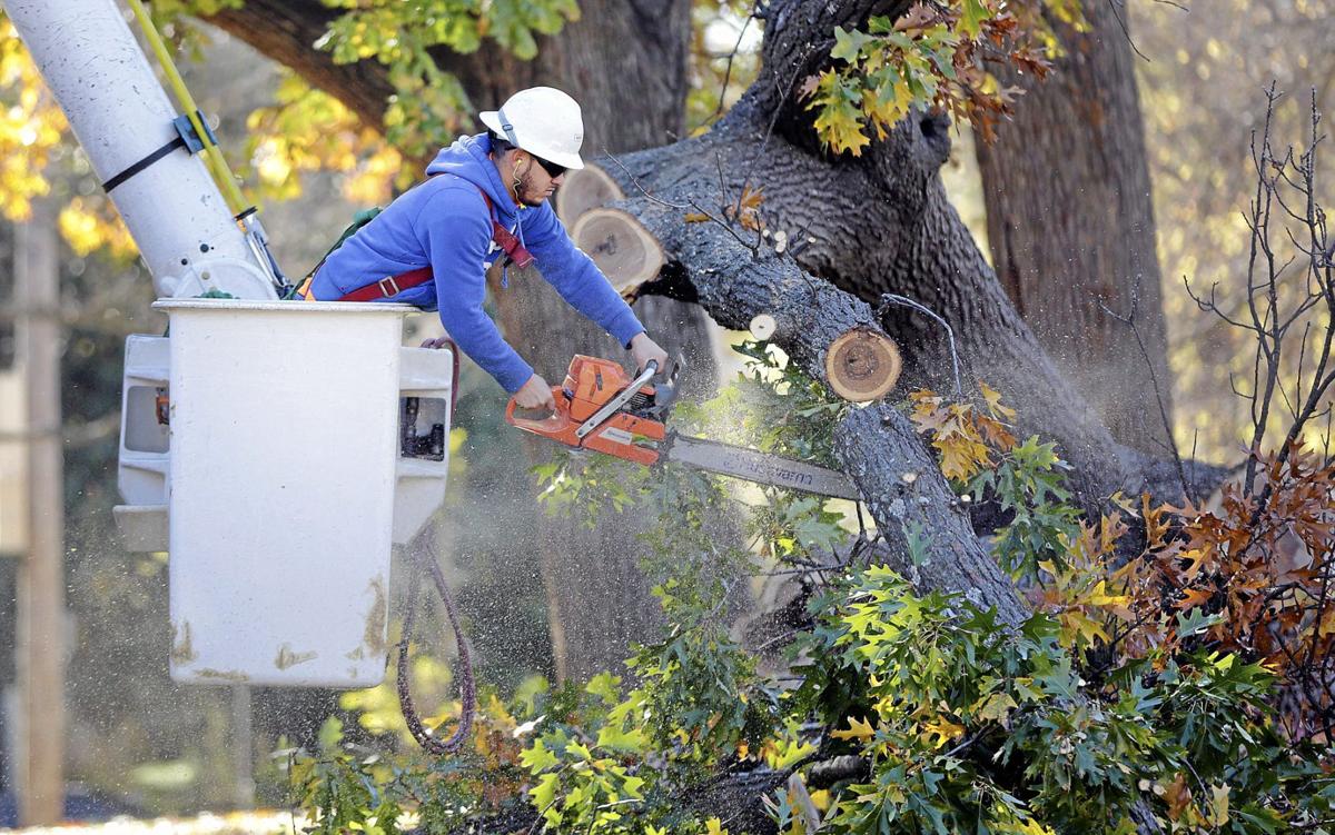 Crews Begin Removing Giant Oak Tree That Collapsed In Midtown Tulsa Park Local News Tulsaworld Com