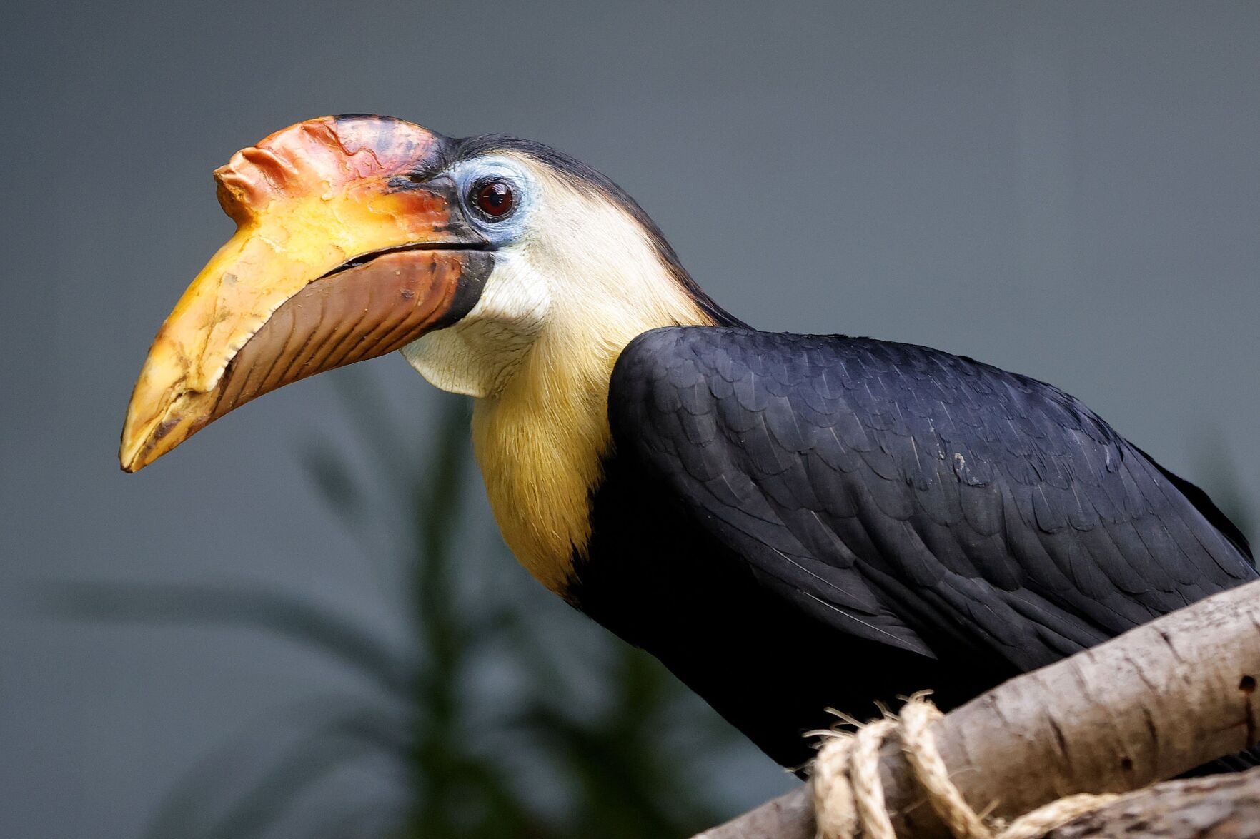 WATCH: Brevard Zoo's Hornbill Morticia Becomes a Mom Again, Gives Birth to  Multiple Chicks - Space Coast Daily