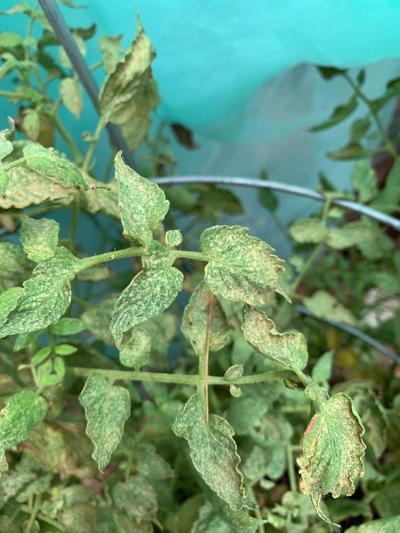 Daños en hoja