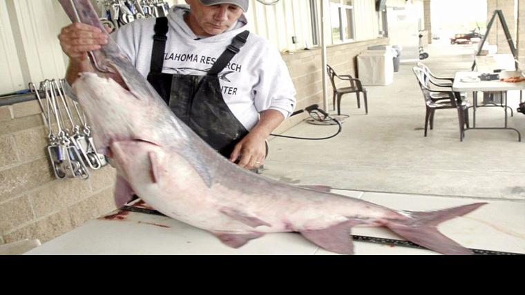 It S Paddlefish Snagging Time Sort Of Fishing Tulsaworld Com
