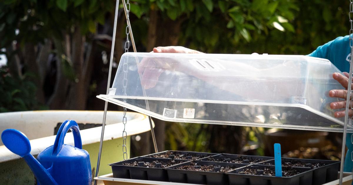 Master Gardener: How to start your fall vegetable garden | Home & Garden Master Gardener: How to start your fall vegetable garden | Home & Garden