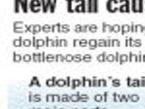 Fluke Dolphin Prosthesis Helps Humans Archive Tulsaworld Com
