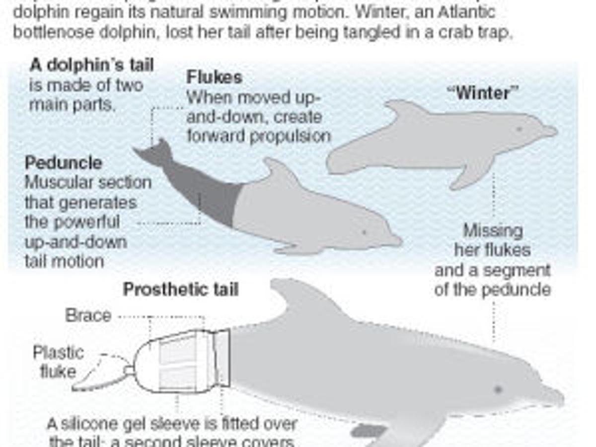 Fluke Dolphin Prosthesis Helps Humans Archive Tulsaworld Com Fluke Dolphin Prosthesis Helps Humans Archive Tulsaworld Com