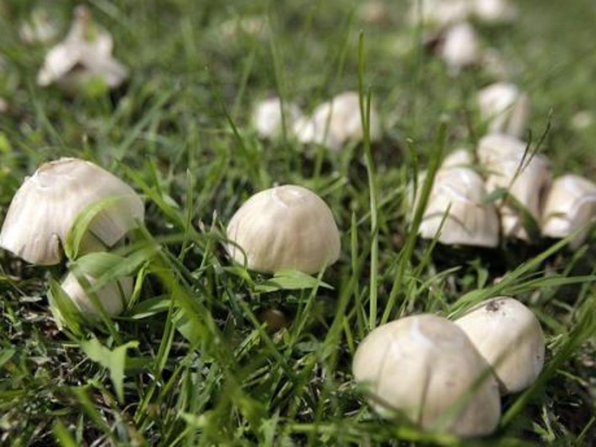 Don T Eat The Mushrooms Local News Tulsaworld Com